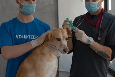 A veterinarian examining a dog in a clinic, illustrating the importance of specialized care, as provided by Large Animal Vet Henry: Expert Care for Farm Animals and Livestock.