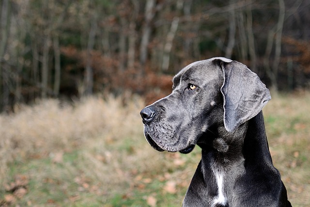 Great Dane Lab mix