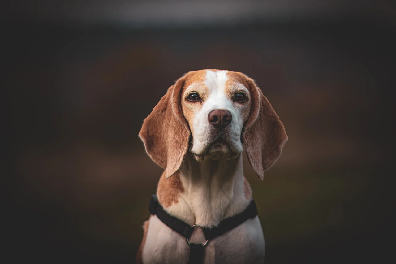 Blue Tick Beagles