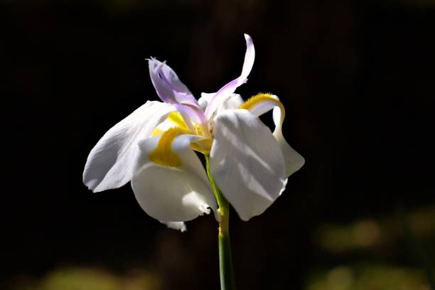 Butterfly Iris