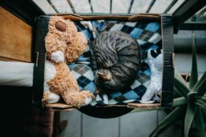 Cat litter box