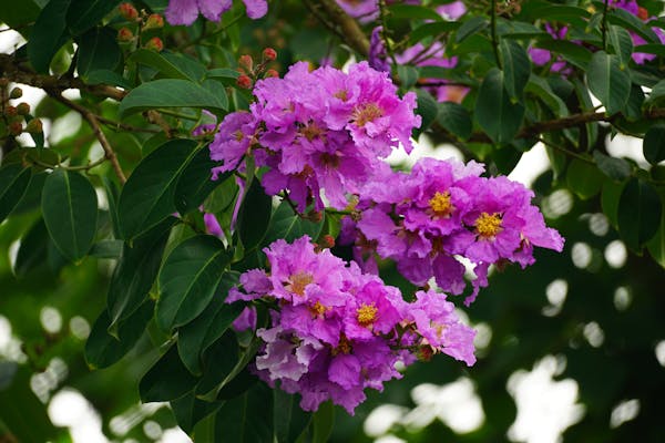 Crepe Myrtle Removal Cost