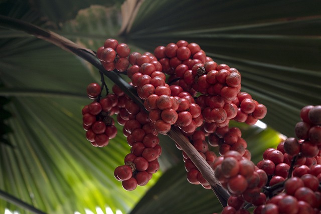 Cycas Palm Plant