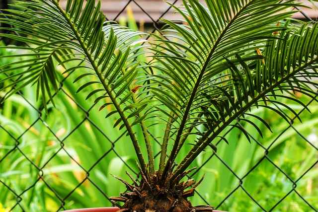 Cycas Palm Plant care