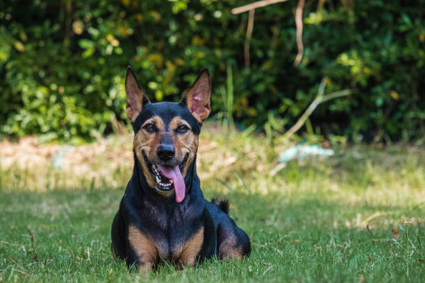 German Shepherd Mixes