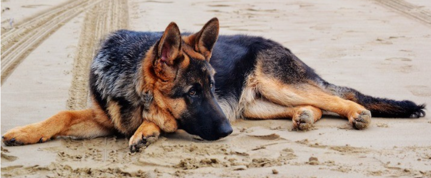 A companion to Shepherd mix dog breeds