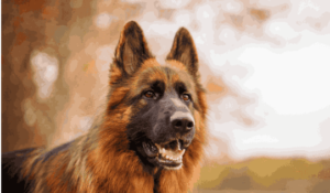 A companion to Shepherd mix dog breeds