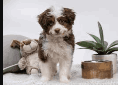 mini aussiedoodle