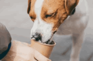 Thoughts on Pup Cups