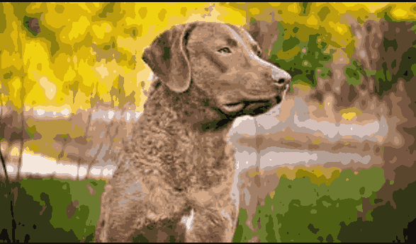 male names for chesapeake bay retrievers