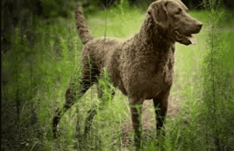 male names for chesapeake bay retrievers