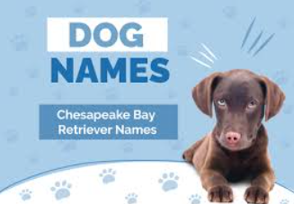 Unique Male Names for Chesapeake Bay Retrievers