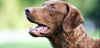 male names for chesapeake bay retrievers