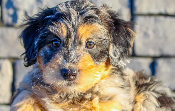 mini aussiedoodle puppy