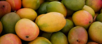 Are Mangos in Season? Everything You Need to Know