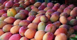 Are Mangos in Season? Everything You Need to Know