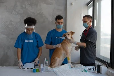 veterinanian examining a dog 