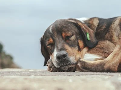 beagle mix