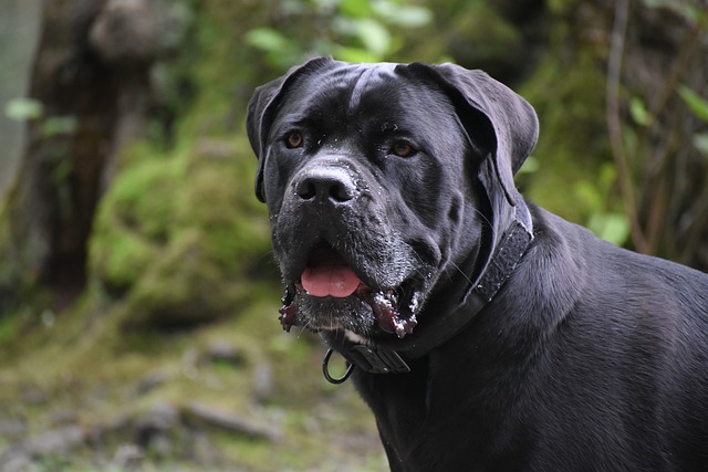 cane corso pit mix