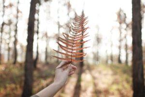 caring for fluffy rufle fern
