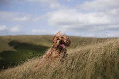 Cockapoo Rescue