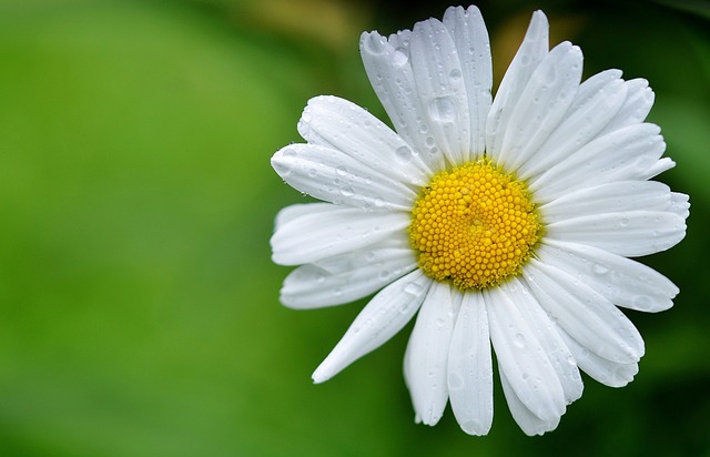 red flowers and white daisies