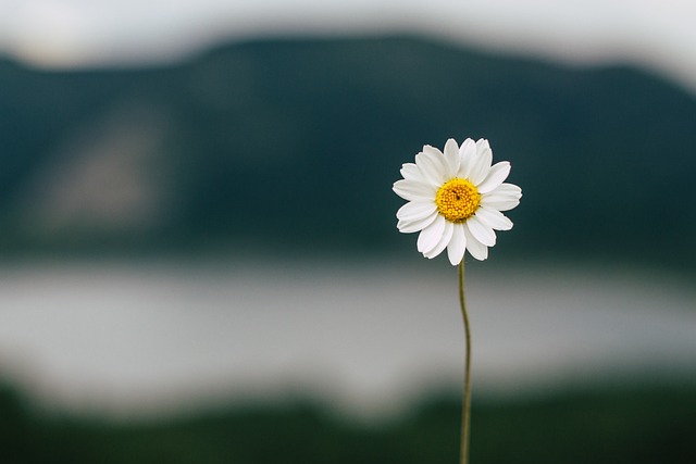 red flowers and white daisies