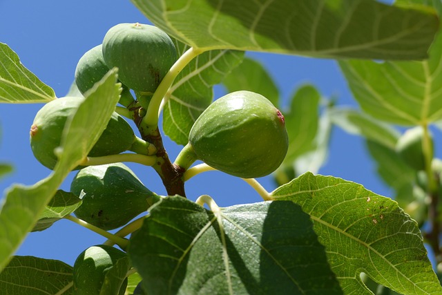 Fig tree