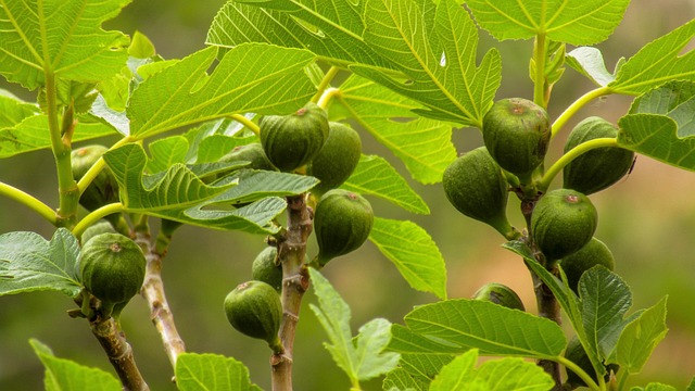 Jones fig tree