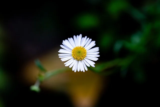 red flowers and white daisies