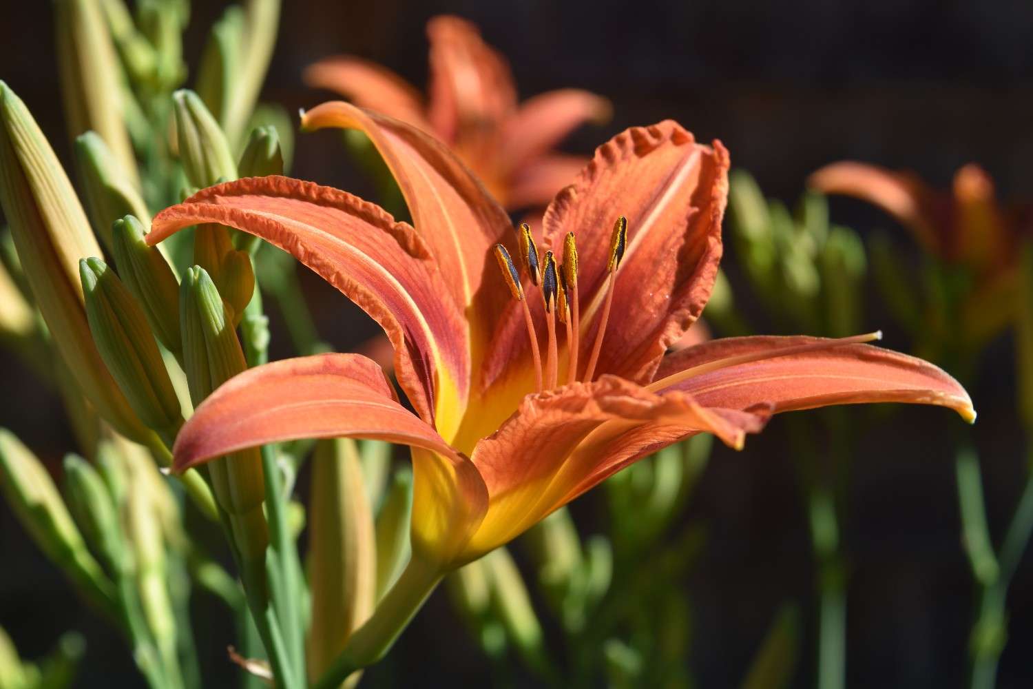 Leopard Lily