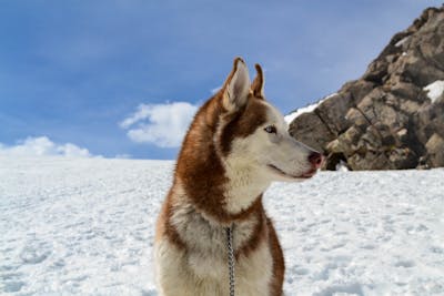 German Shepherd mixes- Husky Mix