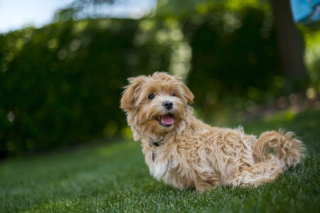 maltipoo rescie