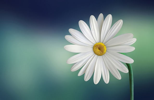 red flowers and white daisies