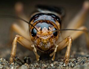 Do Crickets Eat Moldy Food?