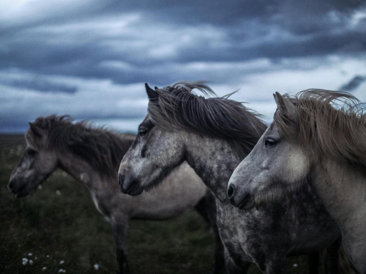 Brabant Horse