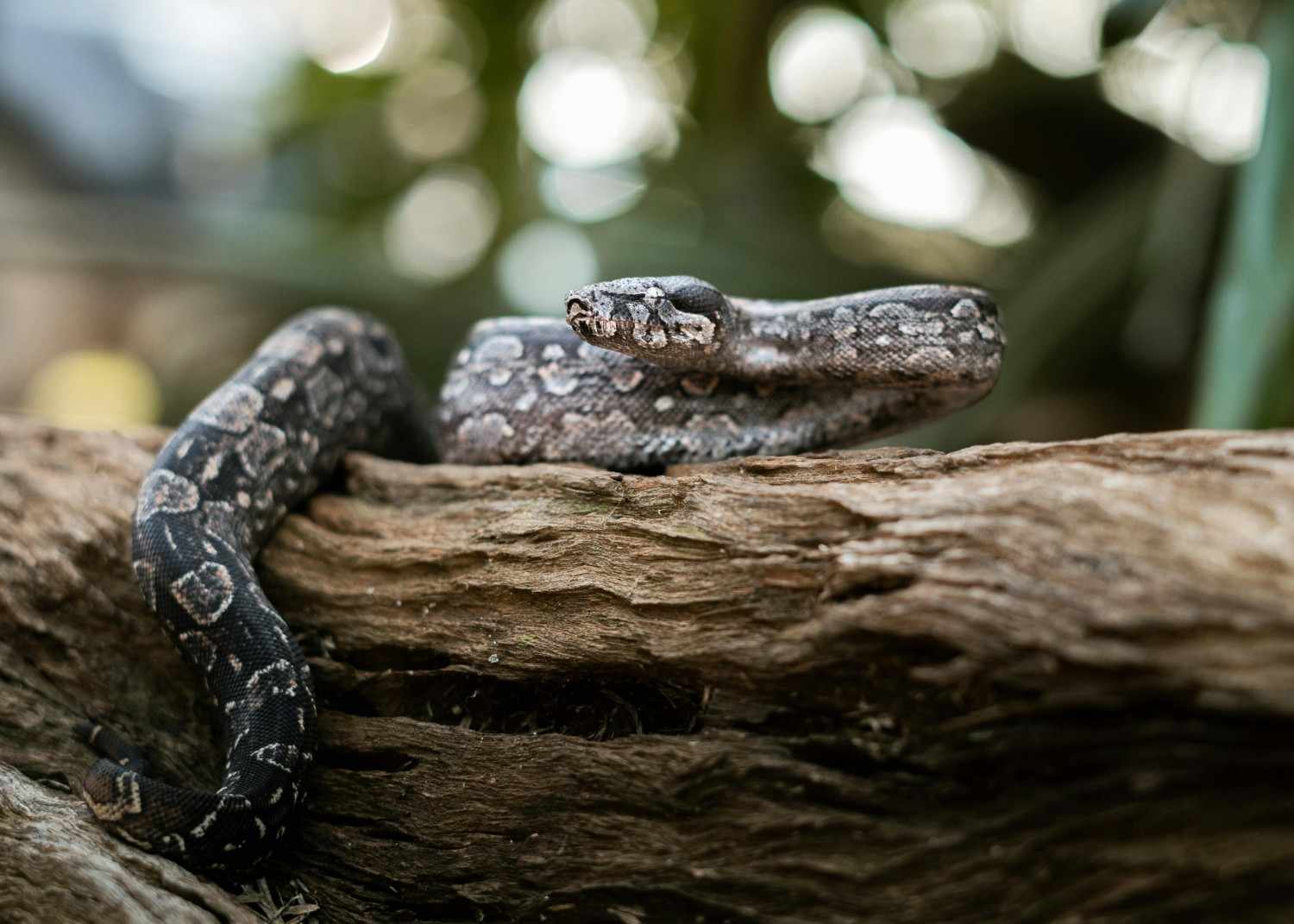 Pythons Need Vitamins and Supplements