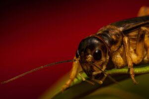 Best Foods for Pet Crickets