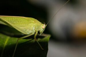 Diet of Crickets in Shrubs