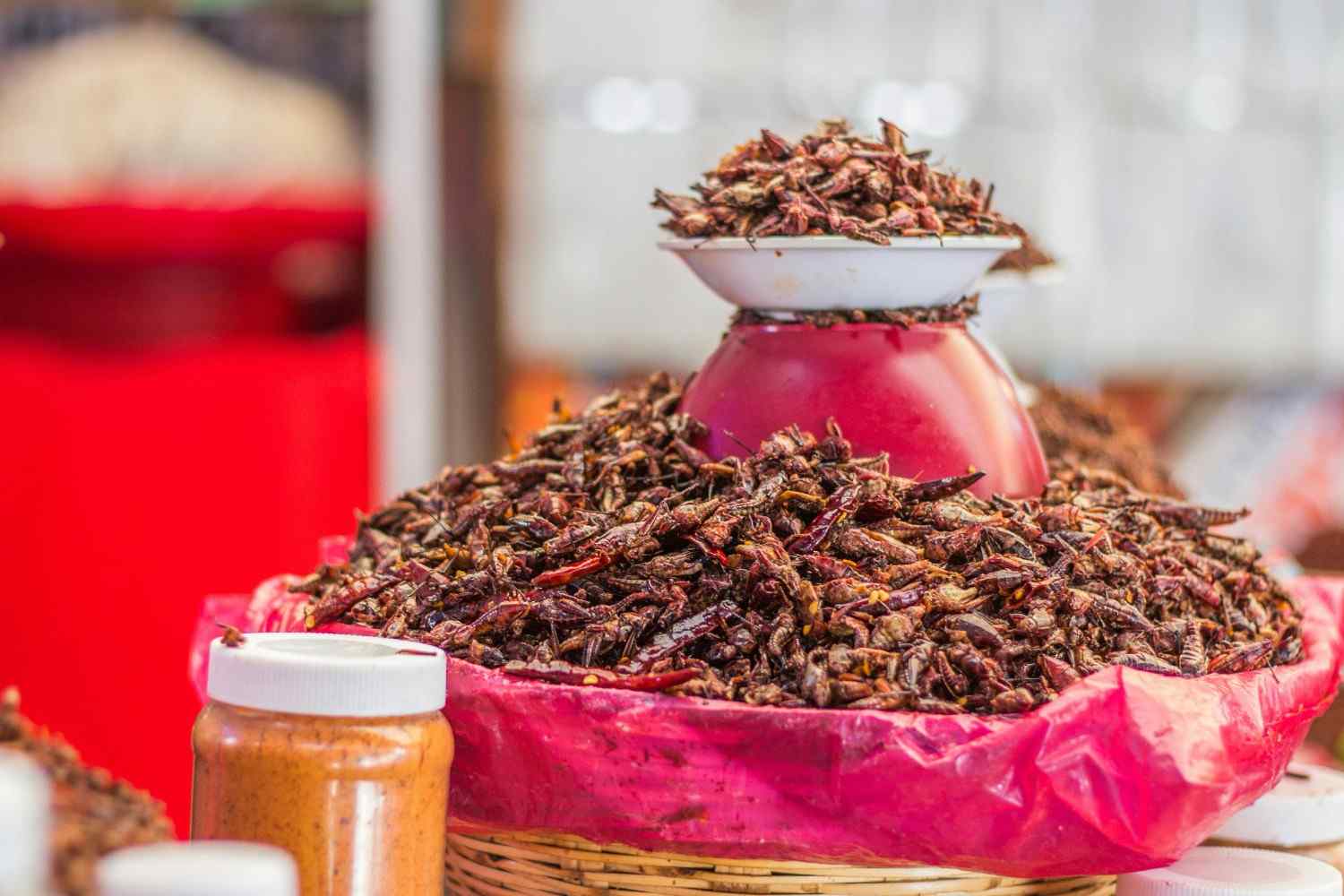 What Do Crickets Eat? A full Guide to Their Diet and Nutrition.