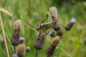 What crickets do eat Meat?