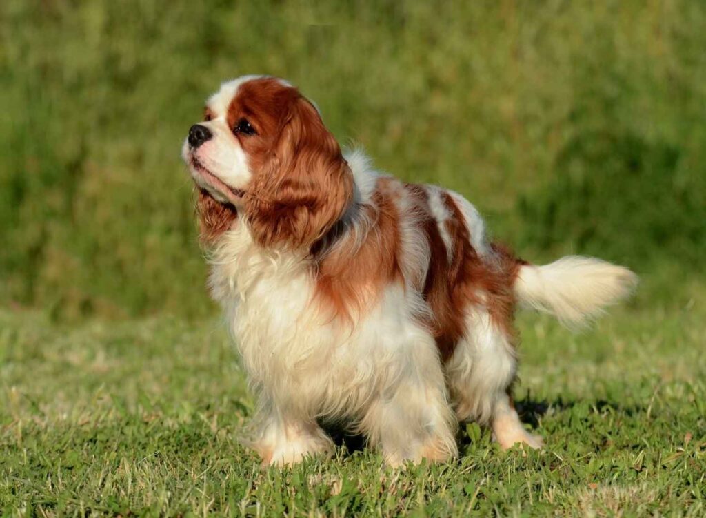 Cocker Dachshund Cross