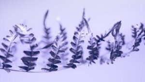 ruffle fern in winter