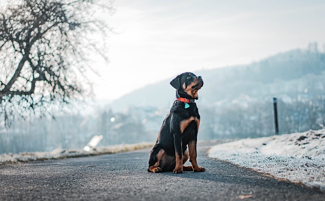 Alsatian and Rottweiler Cross