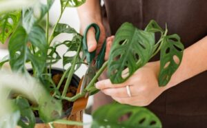 Monstera-Adansonii-A-Guide-to-the-Swiss-rubbish-Factory