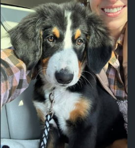 bernese mountain dog adoption