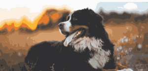 bernese mountain dog adoption