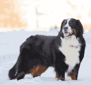 bernese mountain dog adoption