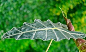 The-Guide-to-Alocasia-Frydek-Tips-for-Care-and-Growth.