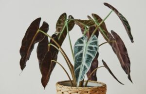 leafs of alocasia